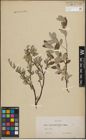 Foto von Salix lapponum L.